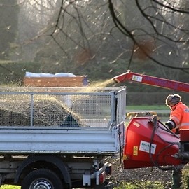 Wymiana chorych drzew w parku Miejskim
