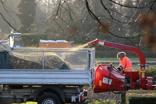 Wymiana chorych drzew w parku Miejskim