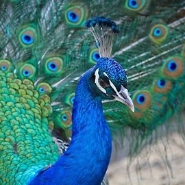 Wiosenna bujność życia w parku Miejskim