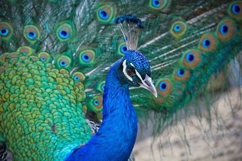 Wiosenna bujność życia w parku Miejskim