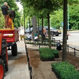 Ukradli z parku świeżo posadzony bukszpan