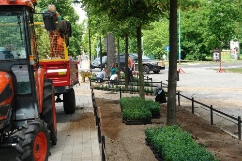 Ukradli z parku świeżo posadzony bukszpan