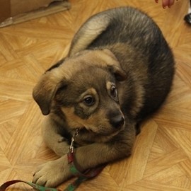 Wielkie serca urzędników – pies znalazł dom