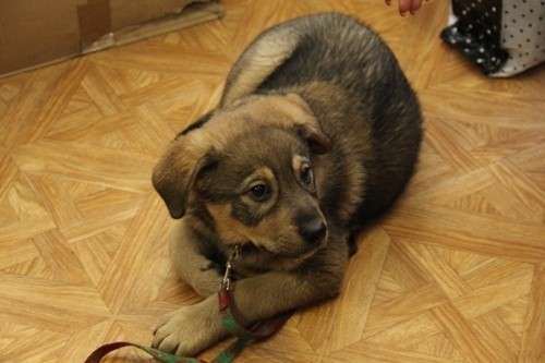 Wielkie serca urzędników – pies znalazł dom