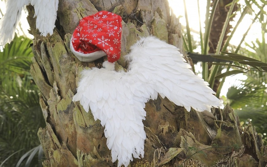 Świąteczny nastrój w palmiarni