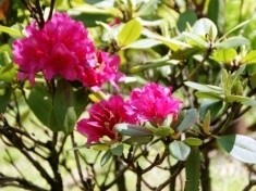 Zielona Legnica. Wiosną wspólnie posadzimy 10 tys. drzew i krzewów