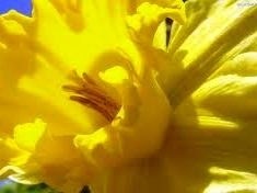 Żonkile Nadziei ponownie zakwitną w Legnicy