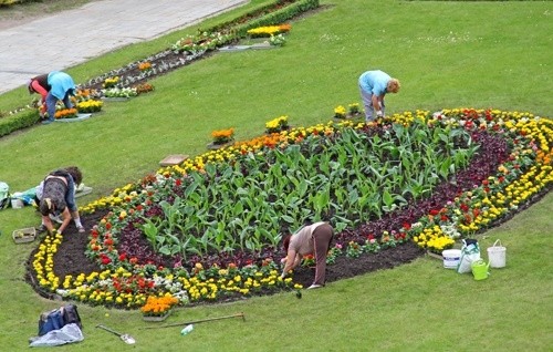 Zielona Legnica. Wiosenne nasadzenia kwiatów