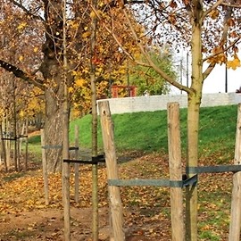 Zieleni coraz więcej