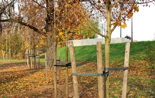 Zieleni coraz więcej