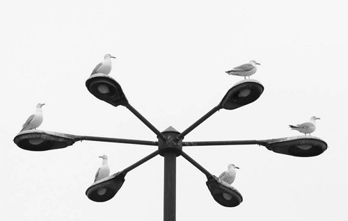 Czarno-białe plaże Roberta Gauera