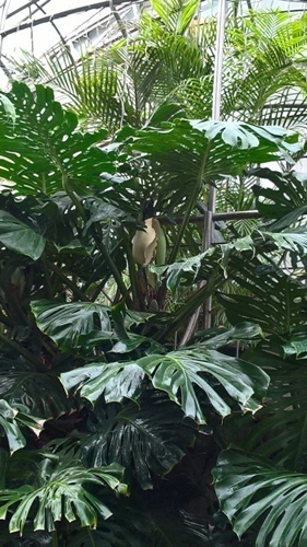 palmiarnia