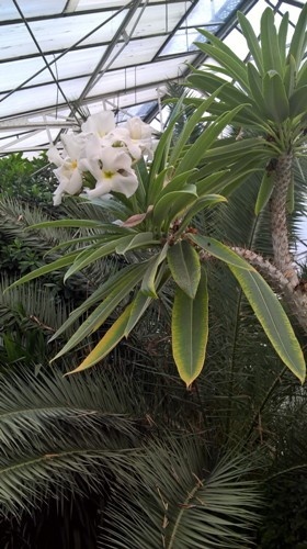 palmiarnia