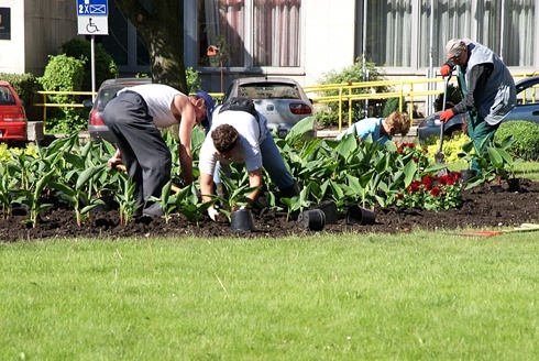 Legnica kwiatami zachwyca