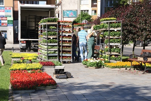 Legnica kwiatami zachwyca