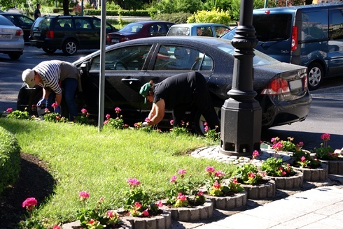 Legnica kwiatami zachwyca