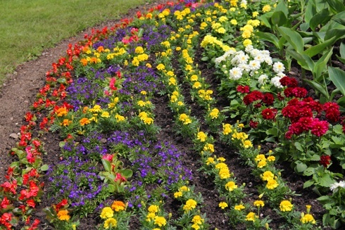 Legnica kwiatami zachwyca