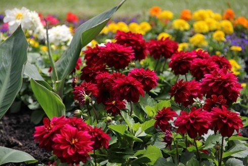 Legnica kwiatami zachwyca