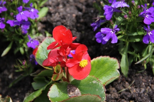 Legnica kwiatami zachwyca