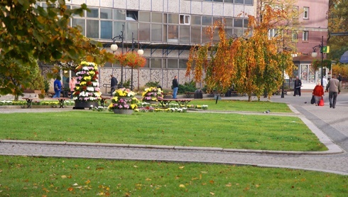 Chryzantemy, nie tylko złociste, ukwiecają centrum Legnicy
