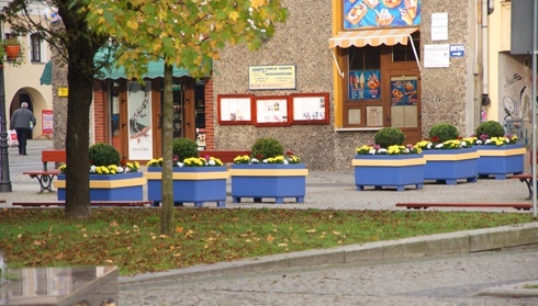 Chryzantemy, nie tylko złociste, ukwiecają centrum Legnicy