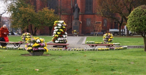 Chryzantemy, nie tylko złociste, ukwiecają centrum Legnicy