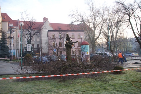 Nowe drzewa zastępują stare jarzębiny na Placu Słowiańskim