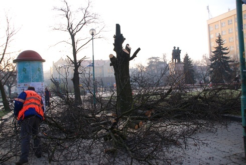 Nowe drzewa zastępują stare jarzębiny na Placu Słowiańskim