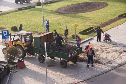 Nowe drzewa zastępują stare jarzębiny na Placu Słowiańskim