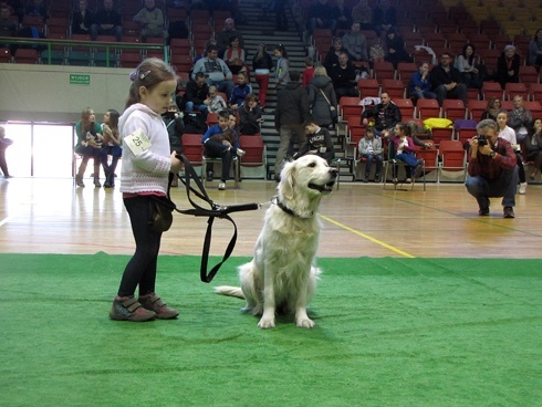 Wystawa piesk&oacute;w, kotk&oacute;w i gryzoni