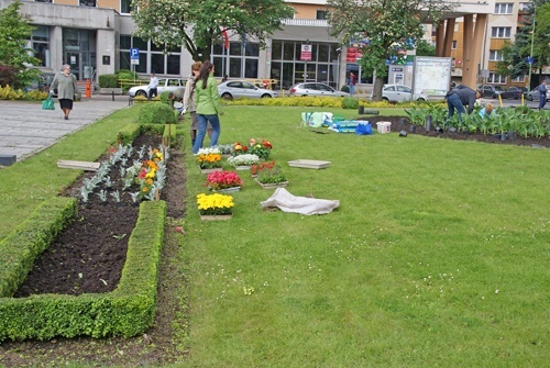 Zielona Legnica. Wiosenne nasadzenia kwiat&oacute;w