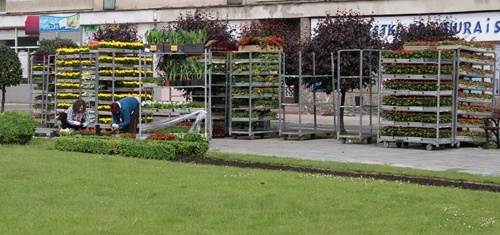 Zielona Legnica. Wiosenne nasadzenia kwiat&oacute;w