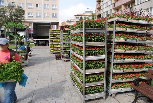 Zielona Legnica. Wiosenne nasadzenia kwiat&oacute;w