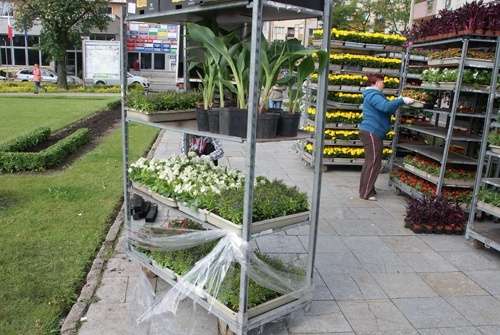 Zielona Legnica. Wiosenne nasadzenia kwiat&oacute;w