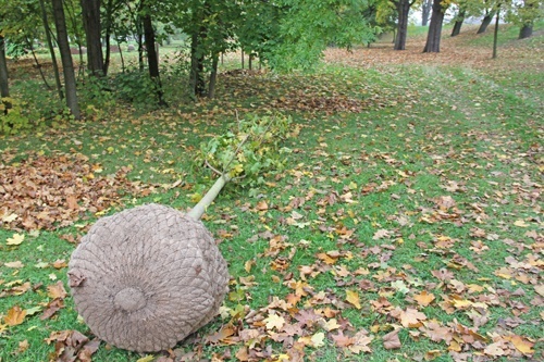 Nowe drzewa upiększą miasto i park