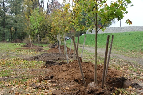 Nowe drzewa upiększą miasto i park