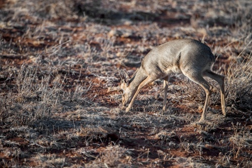 Powitanie z Afryką w Galerii Niello