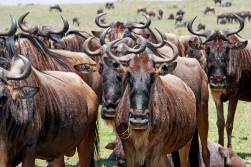 Powitanie z Afryką w Galerii Niello