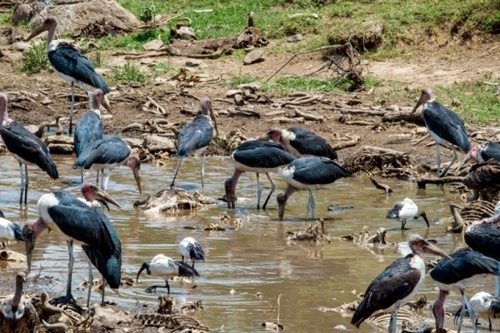 Powitanie z Afryką w Galerii Niello
