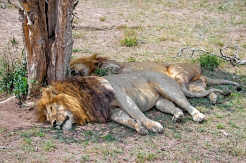 Powitanie z Afryką w Galerii Niello