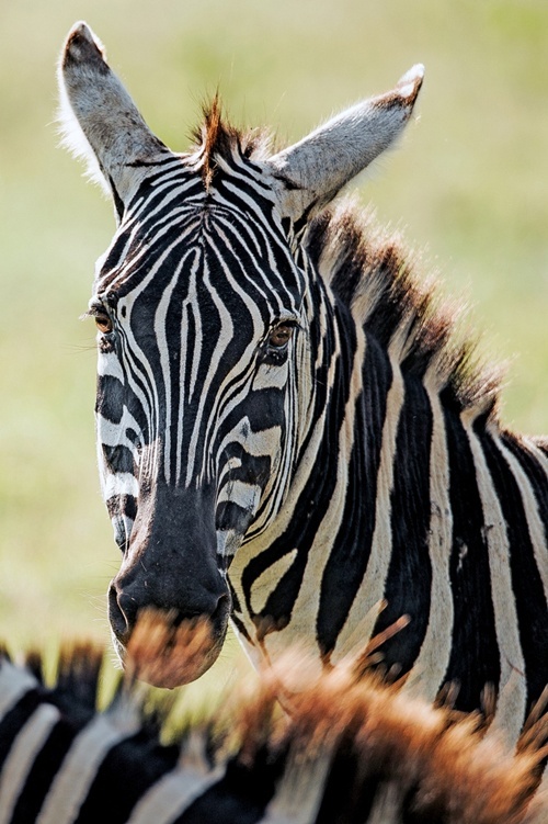 Powitanie z Afryką w Galerii Niello