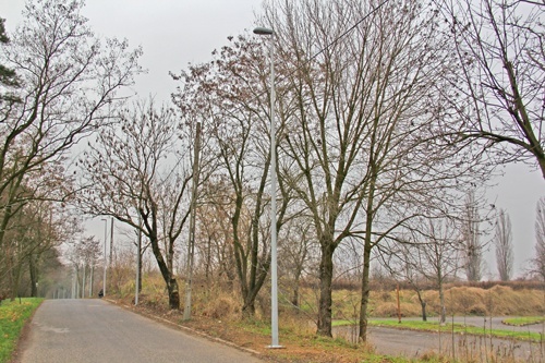 Nowe oświetlenie na al. Zwycięstwa