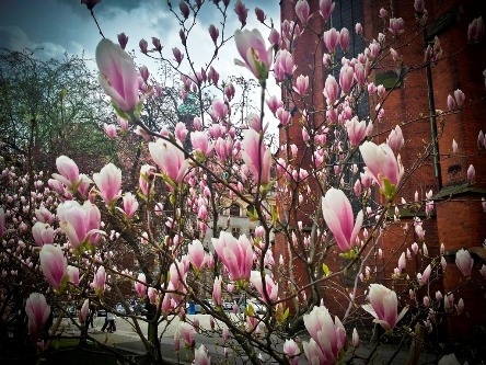 Ależ one pachną&hellip; 4