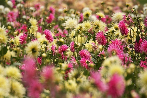 Już za parę dni wielkie ukwiecanie Legnicy 1