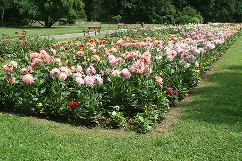 Już za parę dni wielkie ukwiecanie Legnicy 2