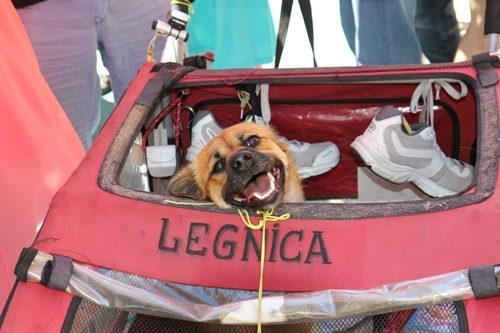 3200 kilometr&oacute;w w obronie praw zwierząt 6