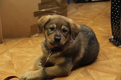 urzedniczka przygarnela pieska