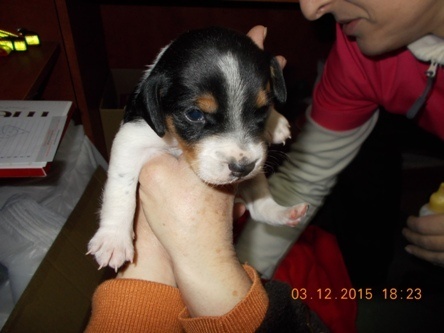 pieski trzy szukajo domu