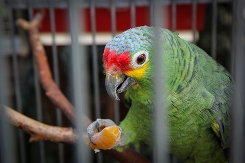 Świąteczny nastr&oacute;j w palmiarni 3