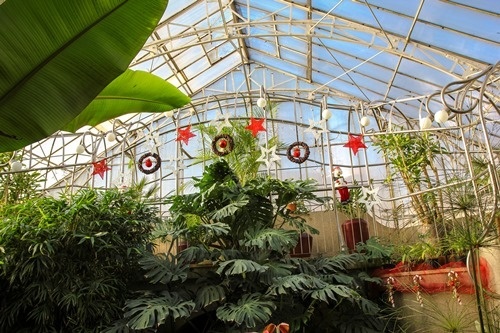 Świąteczny nastr&oacute;j w palmiarni 4